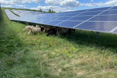 Sheep graze beneath an agrivoltaic solar array.